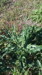 Cirsium arvense vestitum