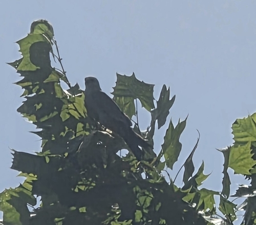 Mississippi Kite