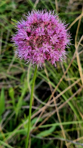 Allium lineare, photograph 4