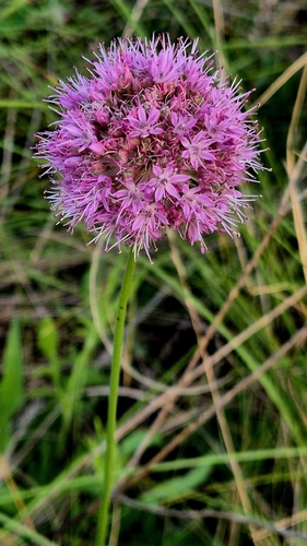Allium lineare, photograph 5