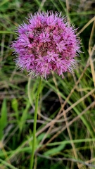 Allium lineare, photograph (c) Анна Митрошенкова, some rights reserved (CC BY)