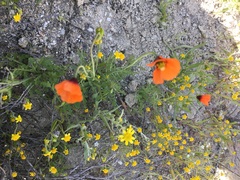 Papaver heterophyllum