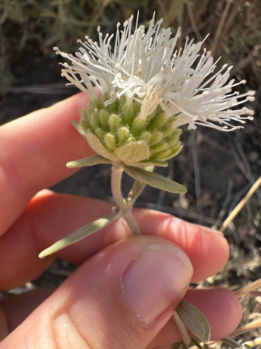 Monardella hypoleuca, photograph 3