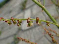 Rumex acetosa