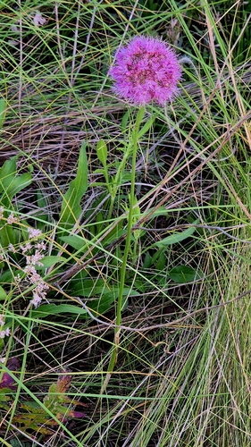 Allium lineare, photograph 6
