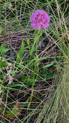 Allium lineare, photograph (c) Анна Митрошенкова, some rights reserved (CC BY)