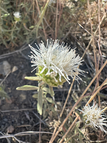 Monardella hypoleuca, photograph 2