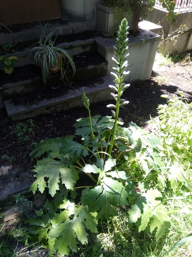 Acanthus image