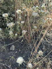 Monardella hypoleuca