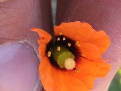 Papaver heterophyllum