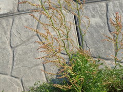 Rumex acetosa