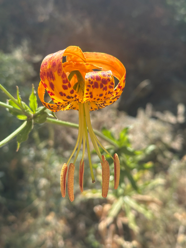 Lilium humboldtii, photograph 6