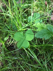 Trifolium stoloniferum
