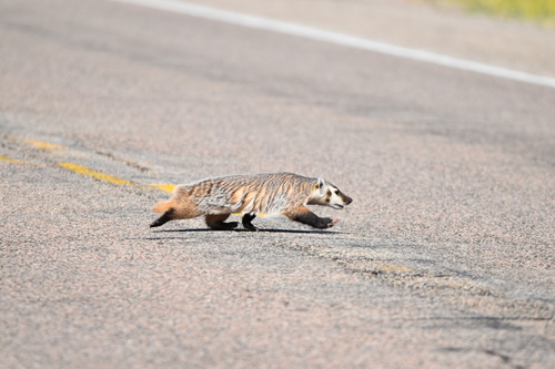 American Badger