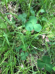 Trifolium stoloniferum