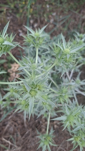 Field Eryngo
