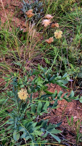 Rhaponticoides ruthenica, photograph 5