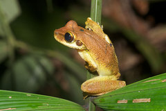 Osteocephalus yasuni