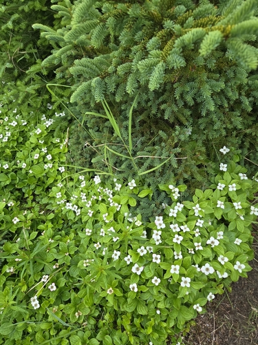 Canadian bunchberry