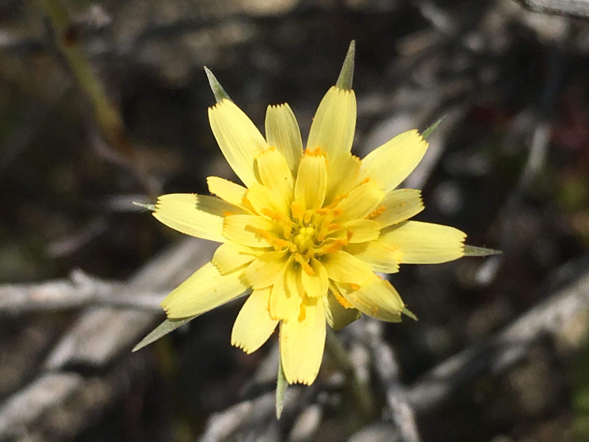 Uropappus