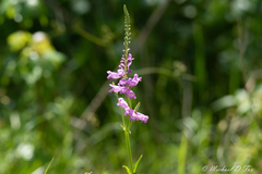 Physostegia pulchella
