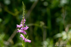 Physostegia pulchella