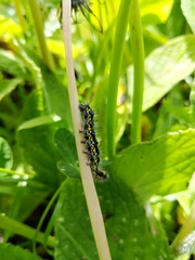 Callimorpha dominula