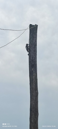 Syrian Woodpecker