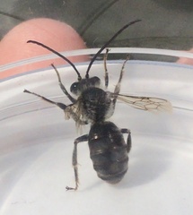 Anthophila