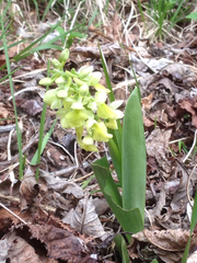 Orchis pallens