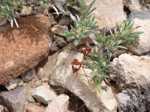 Pleuropasta reticulata