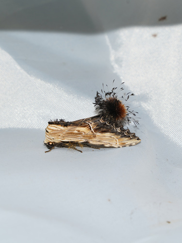Dudusa sphingiformis