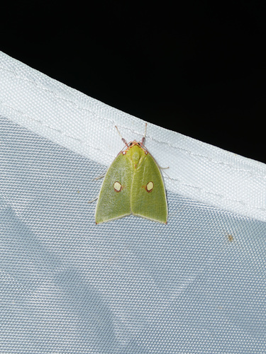 Tyana pustulifera
