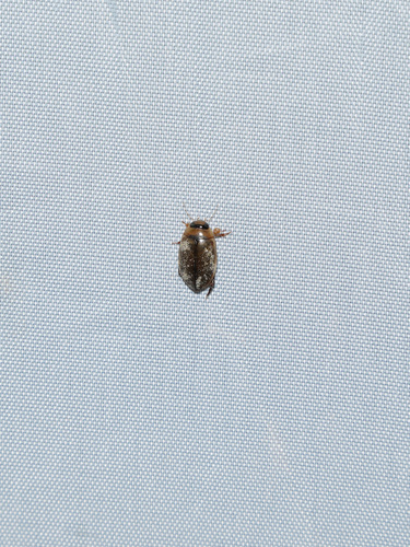 Hydaticus rhantoides