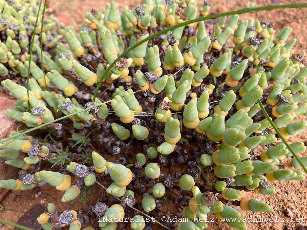 Antimima distans