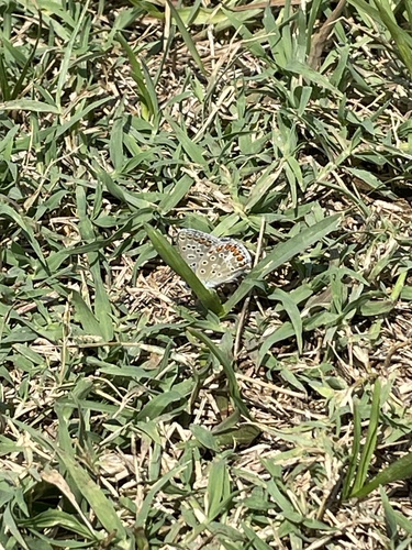 Common Blue