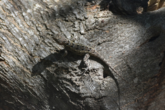 Sceloporus albiventris