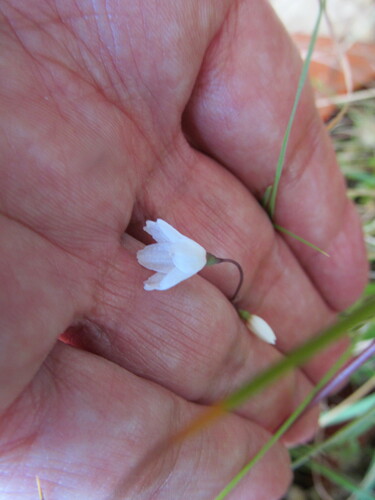 Autumn snowflake (Acis autumnalis)