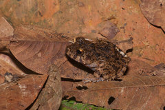 Oreobates quixensis
