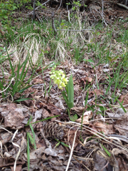 Orchis pallens