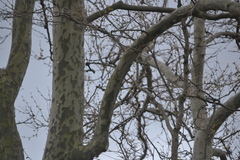 Platanus × hispanica