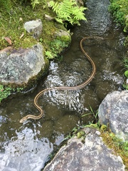 Elaphe quadrivirgata