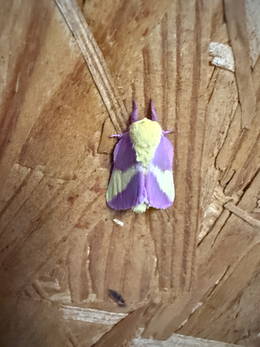 Rosy Maple Moth