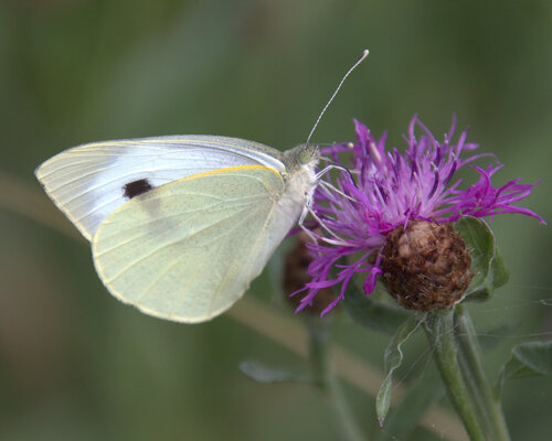 Large White