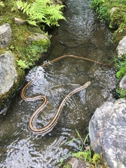 Elaphe quadrivirgata