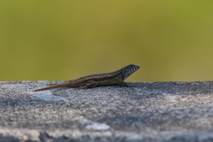 Sceloporus pyrocephalus