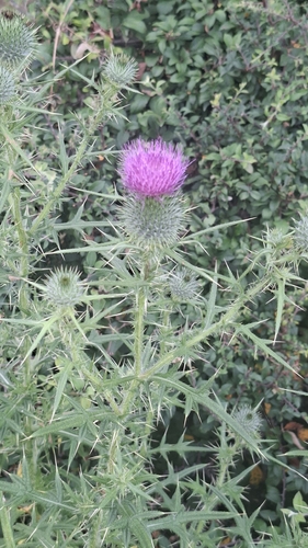 Bull Thistle