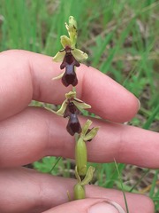 Ophrys insectifera, photograph (c) Anne Heckmann, some rights reserved (CC BY)