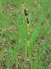 Ophrys insectifera, photograph (c) Anne Heckmann, some rights reserved (CC BY)
