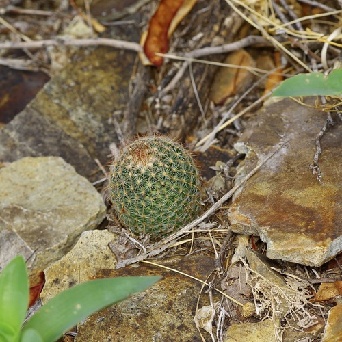 Escobaria tuberculosa varicolor
